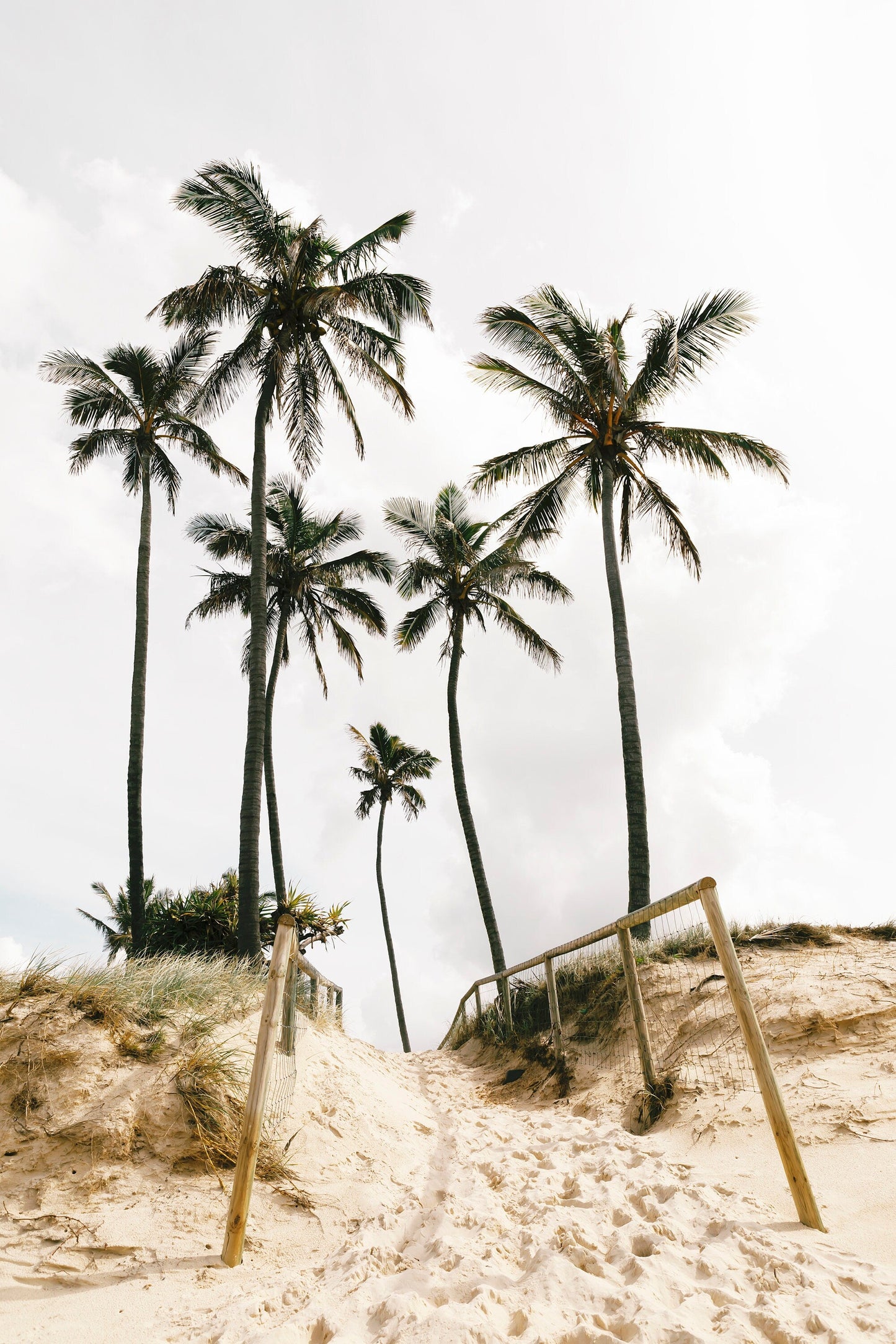 Palm Tree Duo No. 2 Wall Art Set
