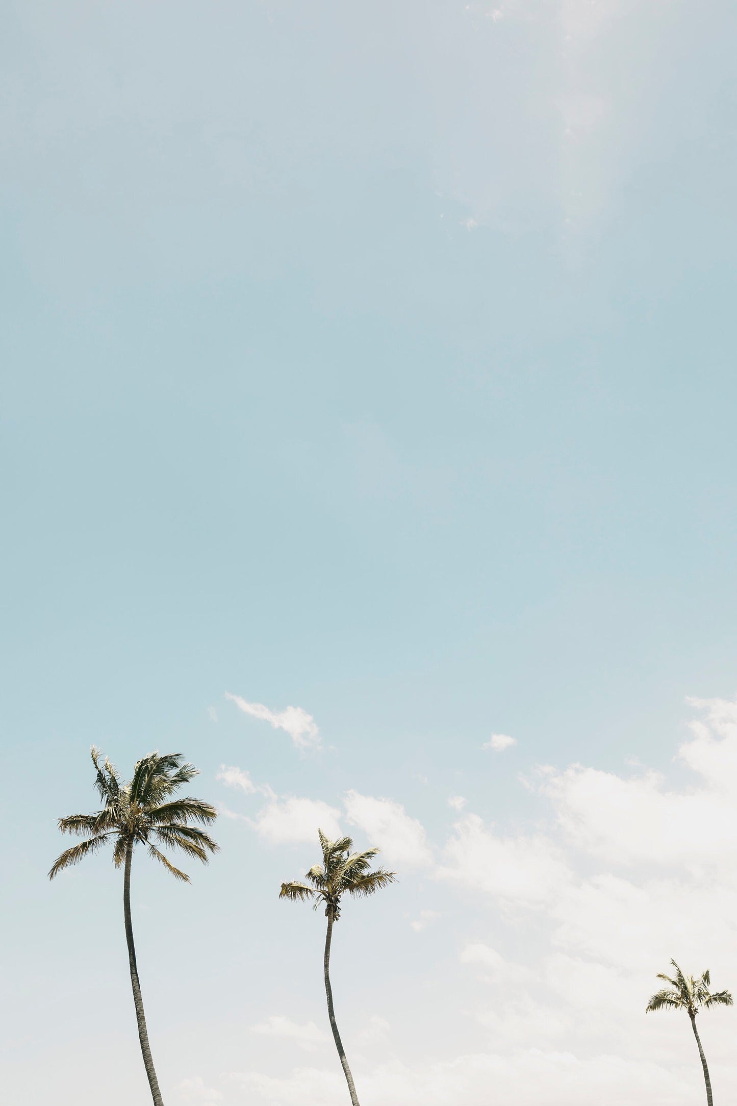Tropical Trio Wall Art Set