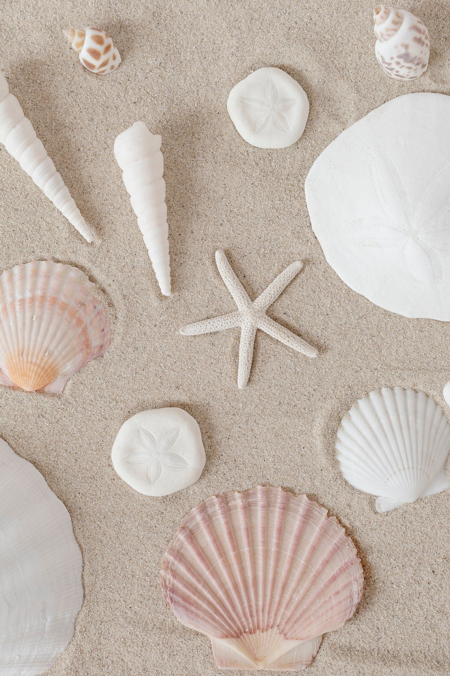 The Shells