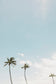 Tropical Trio Wall Art Set