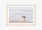 The Seagull